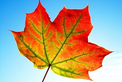 Ноябрьский заезд