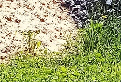 Вестник ремонта: столовая