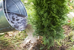 Высадка туй в День вожатого