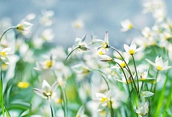 Весна идет, весне дорогу!